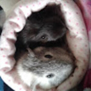 Meet your Posher, Super